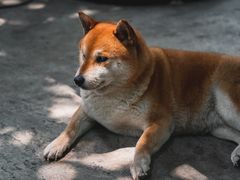 -柴犬高等学院·狗咖·柴犬售卖·宠物训练