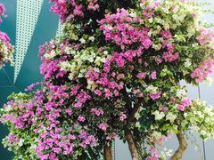 -东南花都花博园