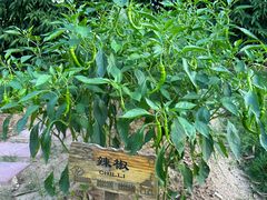 -厦门悦华酒店