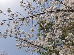 -高东镇樱花园