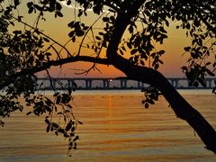 -宝安西湾红树林湿地公园