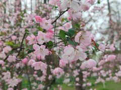 -上海共青森林公园