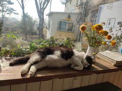 -海边的猫和咖啡馆