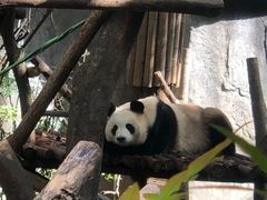 -都江堰中华大熊猫苑