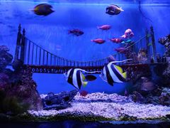 -太平洋海底世界