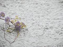 -上海鲁迅故居
