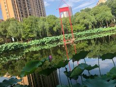 -陈家山荷花公园