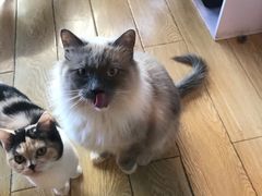 -Cappucimeow猫咪咖啡馆(韦伯时代店)