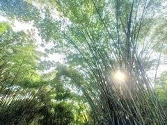 -望江楼公园