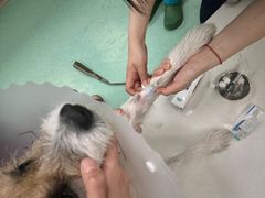 -北京观赏动物医院·24小时大型综合·猫专科·异宠专科