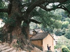 -杨家堂村