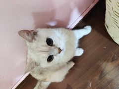 -李小姐の猫咖啡馆(五角场店)