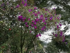-广州市帽峰山景区