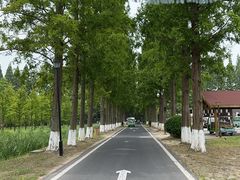 -黄海国家森林公园