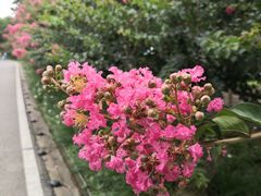 -武汉紫薇都市田园