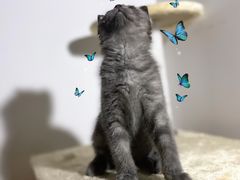 -汪喵宠物医院·骨科心脏影像·犬猫急重症ICU诊疗中心(成华分院)