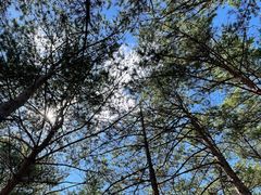 -帽儿山国家森林公园