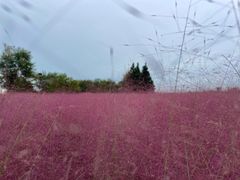 -羊亭河湿地公园