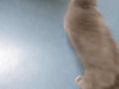 -宠颐生宠物医院外科·内科·皮肤科·影像科(石龙店)
