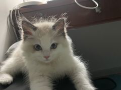 -lincat·猫舍(广州店)