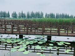 -洪湖生态旅游区