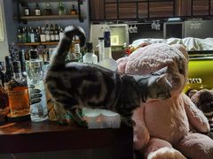 -咖法森林·咖啡  酒吧(天河店)