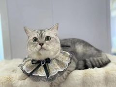 -爱洗澡的猫(望京店)