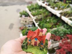 -龙大花卉苗木市场