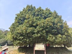 -灵谷景区
