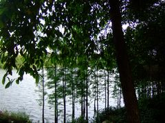 景点-三水森林公园