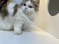 -十月米努特矮脚猫舍