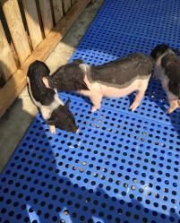 -萌宠亲子动物乐园(槐房万达店)