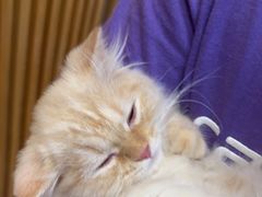 -屋虎猫馆(宝安大仟里店)