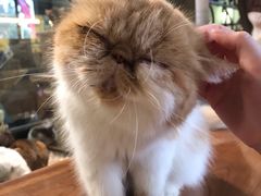 -more than meow吴止猫主题餐厅(承德 中船汇店)