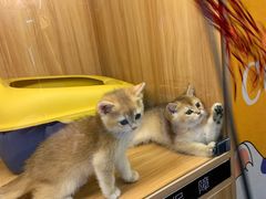 -欣宠猫屋·矮脚拿破仑·蓝金金渐层