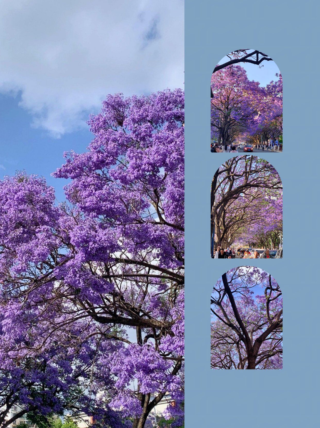 武晋路:这里被誉为成都最大规模的蓝花楹打卡地