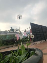 点击看大图 -生命加•Q考拉月子会所(玫瑰园店)