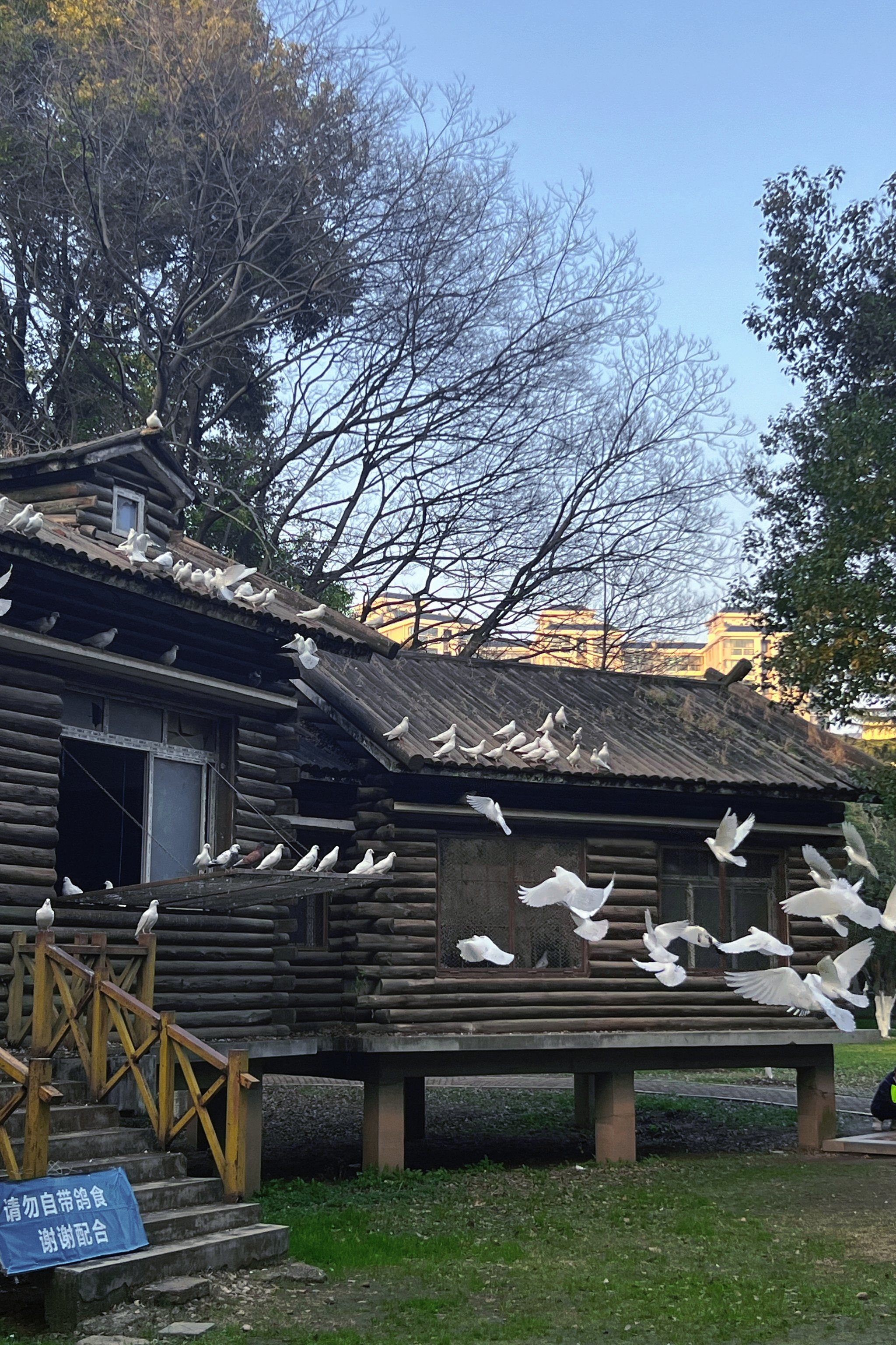 好想念解放公园的鸽子屋呀