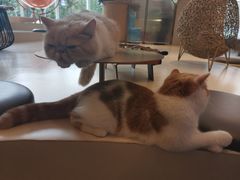 -飞行喵MR PILOT|猫舍·猫咖(静安大融城店)