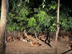 -清迈夜间动物园