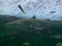 -悉尼海洋生物水族馆