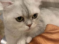 -飞行喵MR PILOT|猫舍·猫咖(静安大融城店)