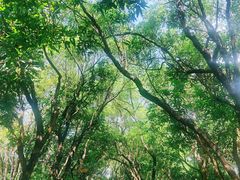 -燕晗山郊野公园