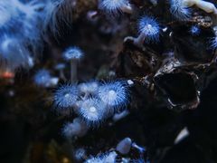 -瑞普利水族馆