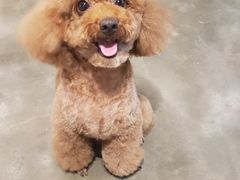 -PETKIT小佩宠物·低压洗护(国顺东路店)