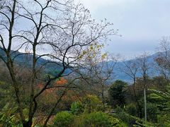 -广州市石门国家森林公园