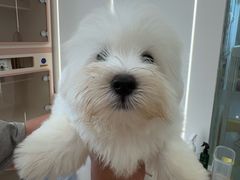 -翊宠yipet猫狗购宠庄园犬舍•猫舍