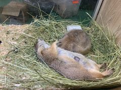 -藦茜花园宠物主题亲子互动体验馆(国顺东路店)