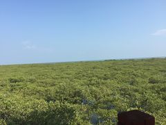 -北海金海湾红树林生态旅游区