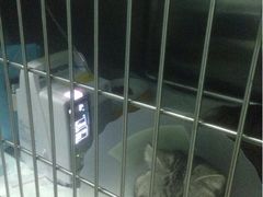 iphone_upload_pic-纳吉亚猫专科动物诊疗中心(蒋宅口分院)